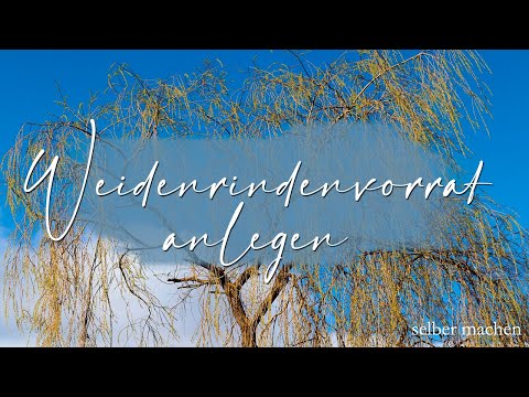 Weidenrinde für den Vorrat vorbereiten / Weidenrinde/ Weidenrindenvorrat / natürliches Schmerzmittel