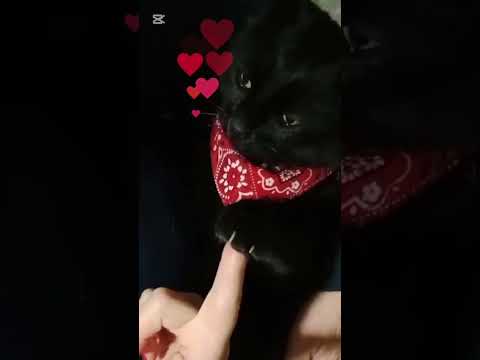 Gata paciente 🥰 #blackcats #cutecat #gatotierno