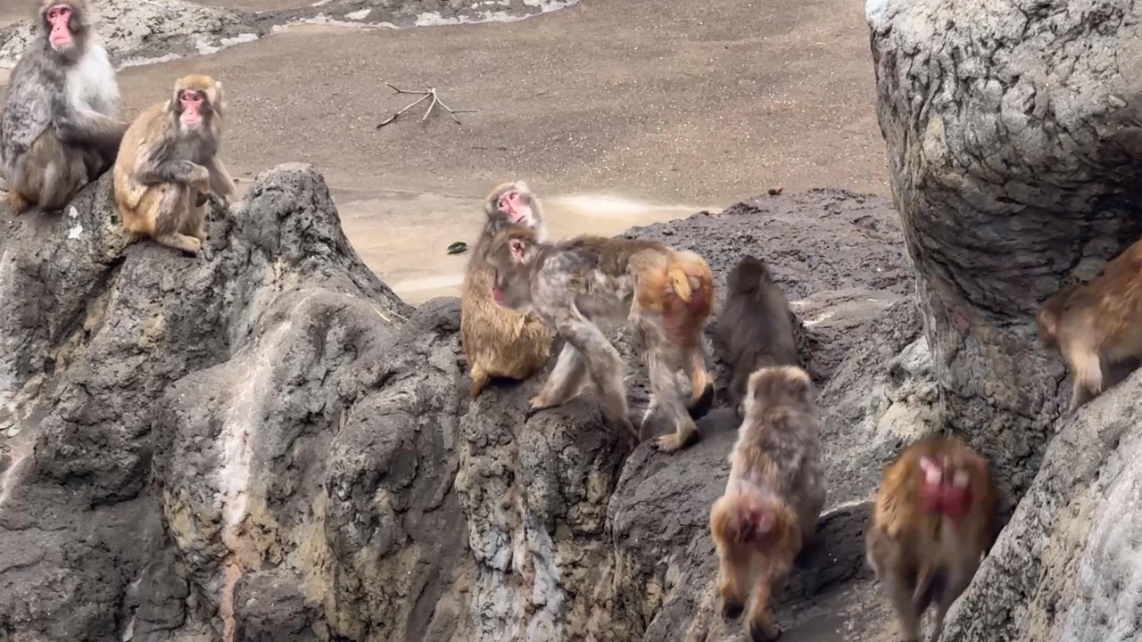 番外編 パンチくんは？地震直後のサル山の様子【2026年4月1日】【市川市動植物園】ニホンザル