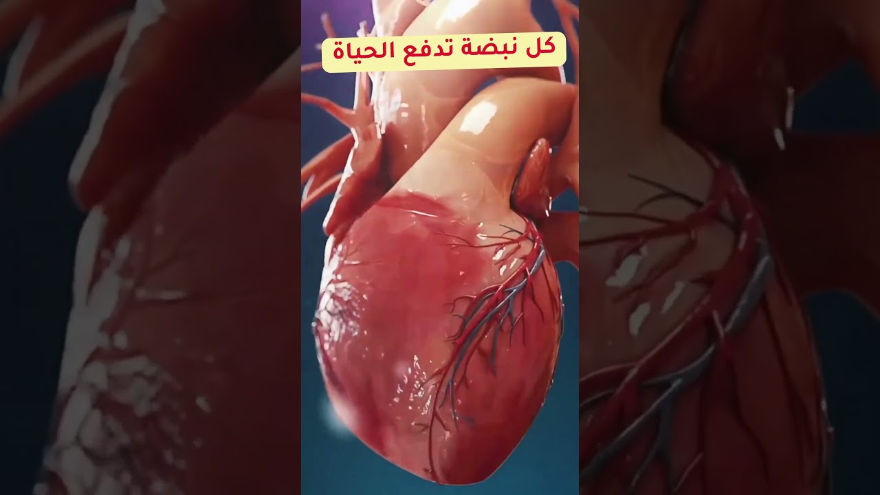كيف ينبض القلب؟ حركة الدم والصمامات من الداخل