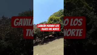 gavilán perdido los tigres del norte 😭
