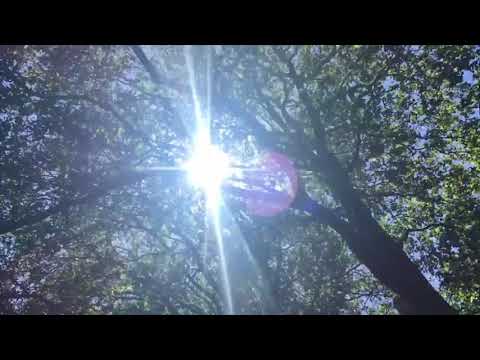 Roger & Brian Eno – Spring Frost (Official Music Video)