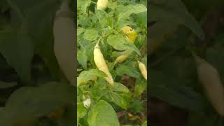 Download lagu tetap semangat walaupun harga cabe murah#petanicabe #cabe #cabebuahlebat #cabekaliber #panencabe mp3 Download lagu tetap semangat walaupun harga cabe murah#petanicabe #cabe #cabebuahlebat #cabekaliber #panencabe mp3