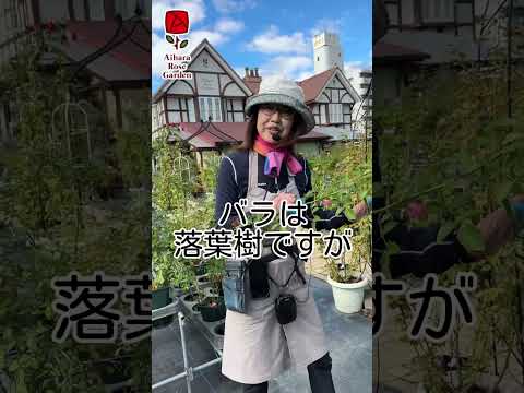 バラの茂みと一緒に何を植えるべきか、そしてバラの下に決して置いてはいけない植物はどれですか？  庭園