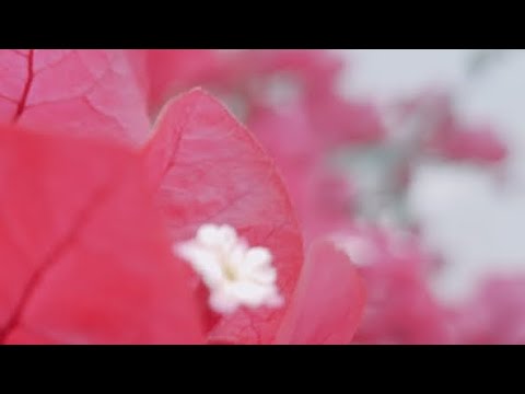 Beautiful Spring Flowers