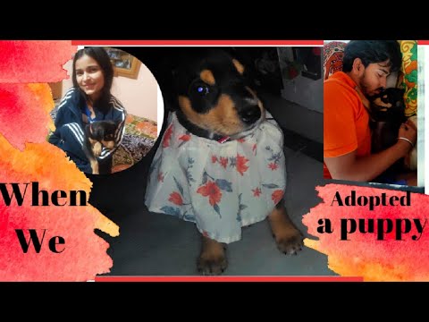 When we adopted a puppy |  Happiness | # Rambo Baby ❤️| Tanvi Bhardwaj vlog