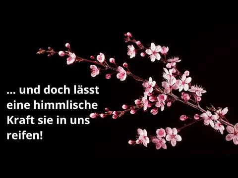 Die Frucht des Heiligen Geistes (Buchtrailer)