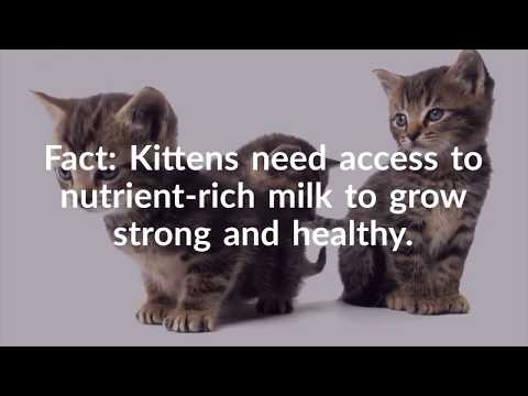 Rescue Milk for Kittens - Kitten Milk Replacement Formula