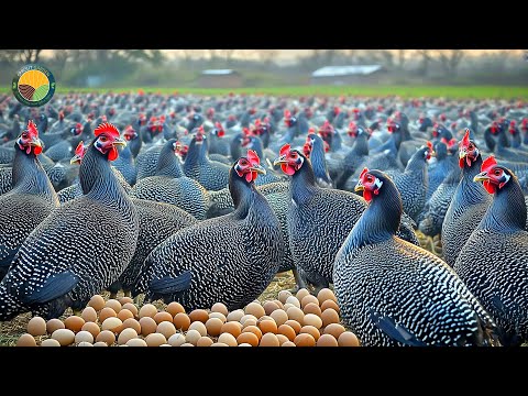 How Farmers Raise Hundreds of Guinea Fowl for Meat & Eggs | Farming Documentary