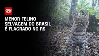 Vídeo: Menor felino selvagem do Brasil é registrado por câmera no RS | AGORA CNN