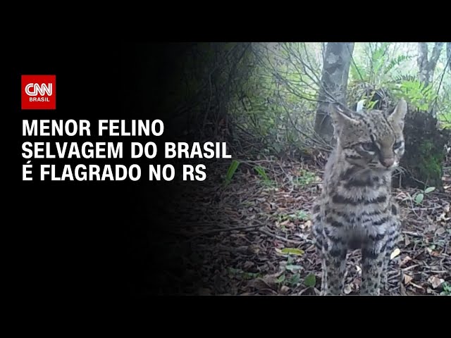 Menor felino selvagem do Brasil é registrado por câmera no RS | AGORA CNN