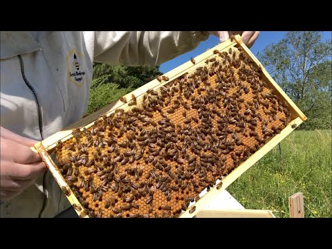 Swarm Trapping: Moving Swarms to Permanent Hives | Super Queens | Beekeeping for Beginners