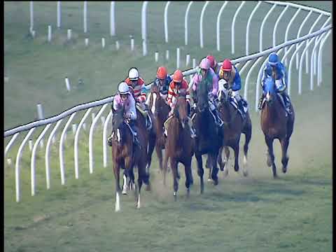 Galoppo 19/02/2019 - 5ª corsa