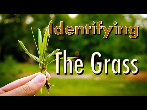 Identifying the Lawn