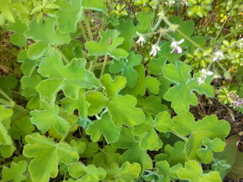 Pelargonium tomentosum 'Peppermint Scented Pelargonium' care