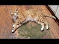 What Does Catnip Do To Cats?