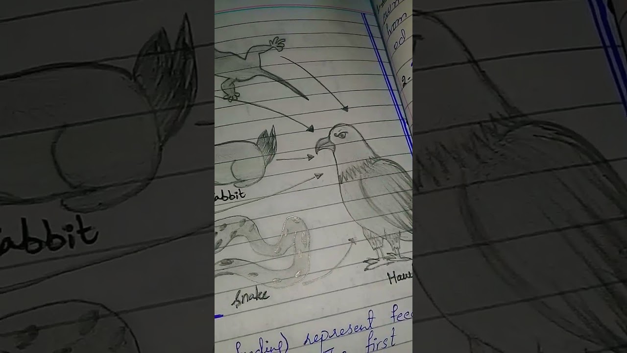 Food Web Diagram #youtubeshorts #creative