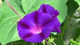 LOVE STORY THEME, ANDRE RIEU