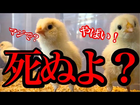 園芸 鶏によく餌をあげてください