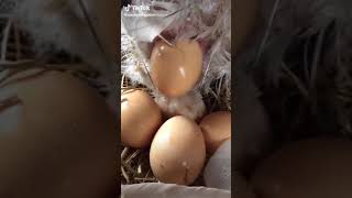 Download lagu asli lucunya minta ampun | video lucu bikin ngakak |Story WA mp3 Download lagu asli lucunya minta ampun | video lucu bikin ngakak |Story WA mp3