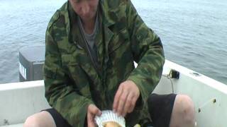 Как ловят морского гребешка
