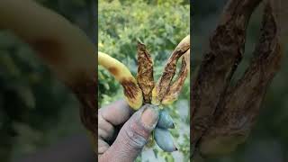 Download lagu cabe rawit viral sembuh dari hama antraknosa (Patek) mp3 Download lagu cabe rawit viral sembuh dari hama antraknosa (Patek) mp3