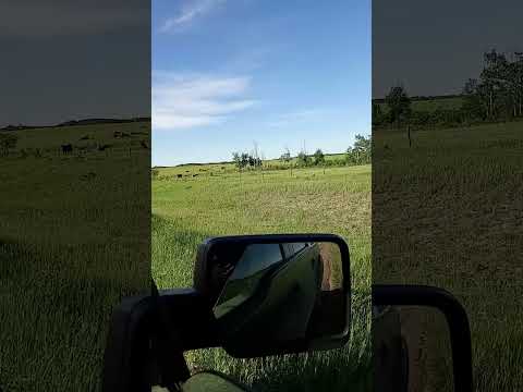 Beautiful Cows.