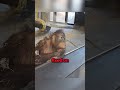 Watch the Monkey's Reaction to this Magic trick 😂❤️