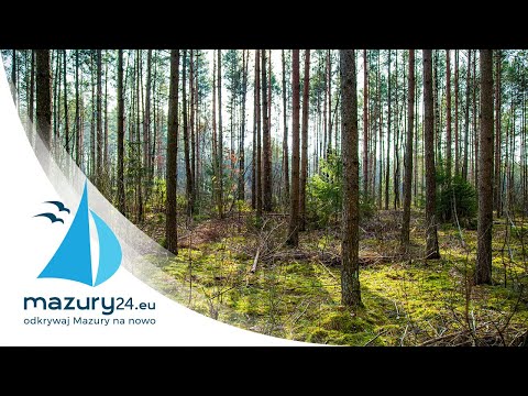 Mazurski las w okolicach Kruklina