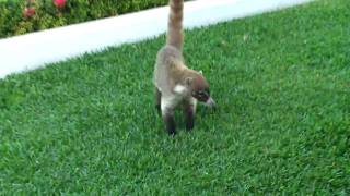 preview picture of video 'Coatis at Casa Melissa in San Pancho'