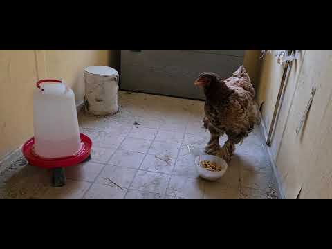 Glucke entglucken in Einzelhaft ohne Gitterboden.