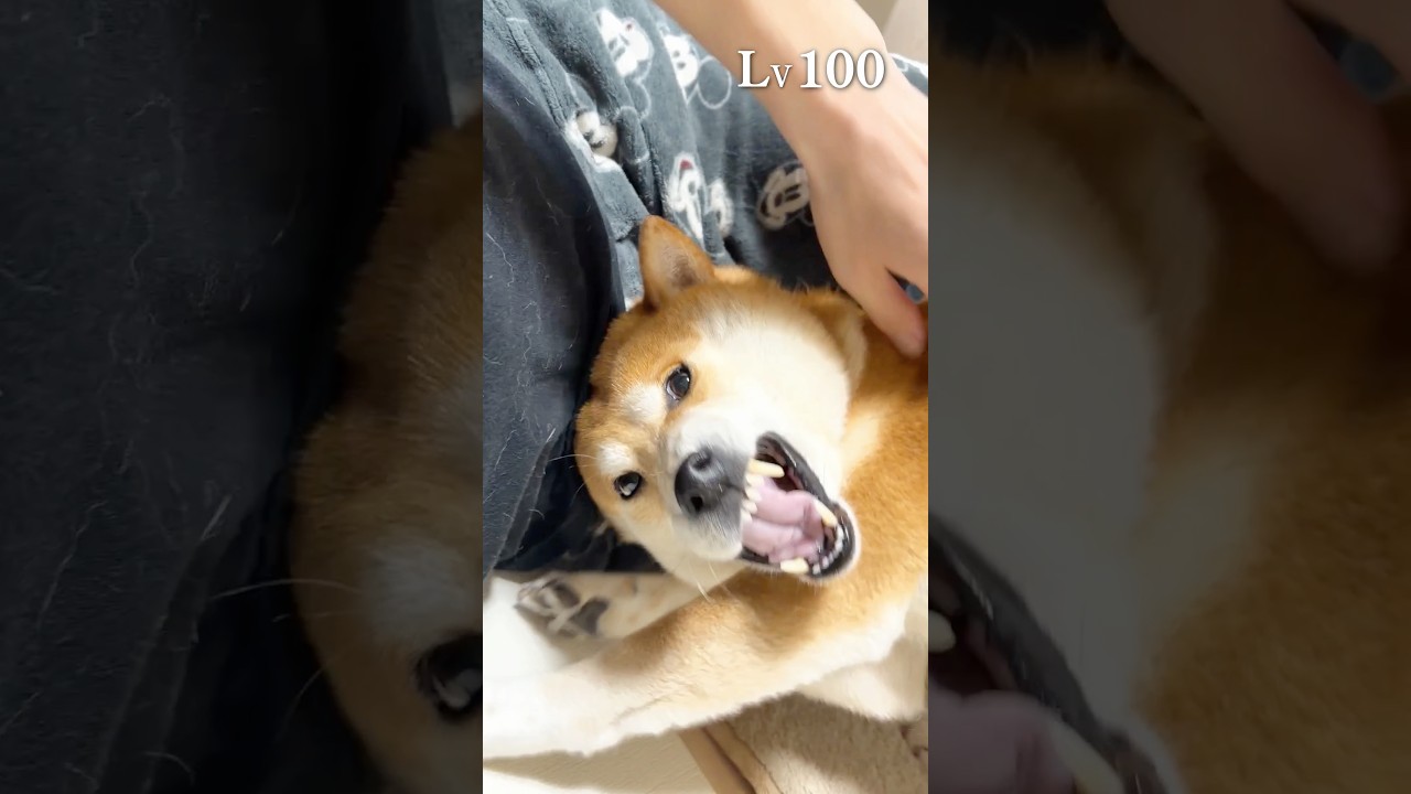 柴犬のレベル１とレベル１００