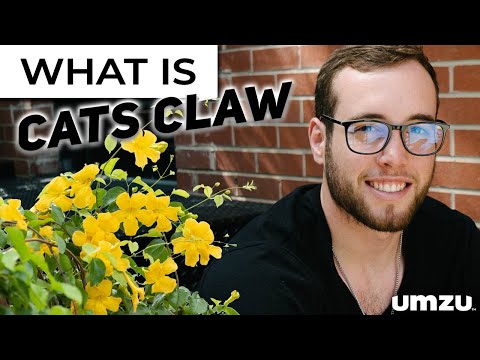 What Is Cats Claw Extract?