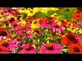 Peaceful Music, Relaxing Music, Instrumental Music "A Summer's Dream" by Tim Janis