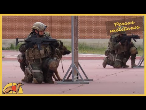 download lagu mp3 mp4 Canes Militares, download lagu Canes Militares gratis, unduh video klip Canes Militares