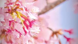 ♪優しい時間（とき）♪ by Minaco