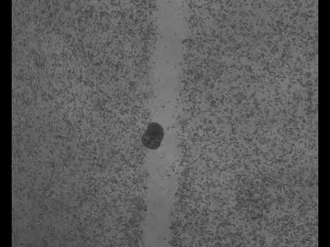 An Anthrobot Traverses a Neuronal Gap