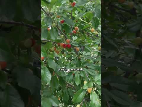 Regenerative Living: Beyond Sustainability (Verge Spotlight)