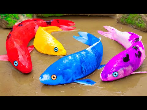 Colorful Koi Fish Transforms Crocodiles Hunting Skateboard Koi Fish Video STOP MOTION COOK ASMR