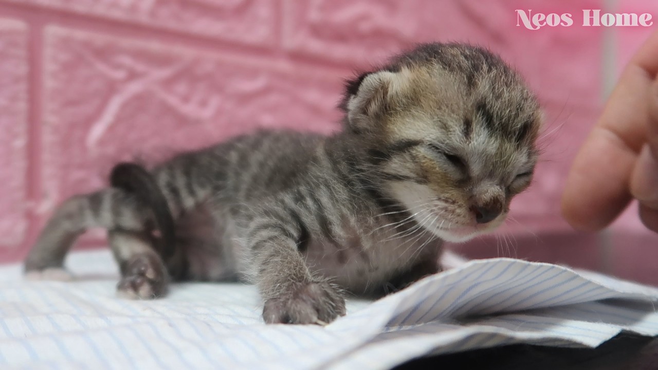 A sleepy kitten meows softly… then lights up with joy as if mom has returned! 🐱💤