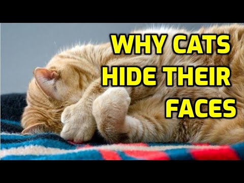 Why Do Cats Cover Their Faces?