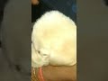 |sumo making love to mummy 😘|#labrador #viral #shorts #emotional #love #trending #ytshorts #charlie