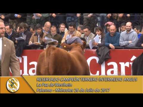 26-07-17 Jura Angus Ternero Intermedio - Palermo.