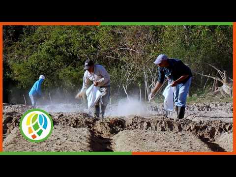 Inicia riega de semilleros de tabaco en Pinar del Río para la campaña 2026-2027