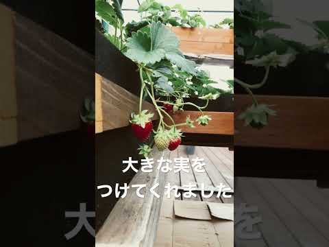 イチゴを移植する時期と方法は？収穫を最適化する移植システム  庭園