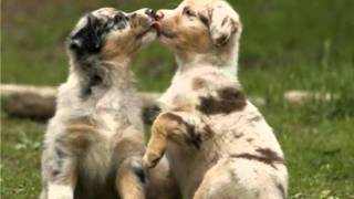 Adriana Calcanhoto- Medo de amar