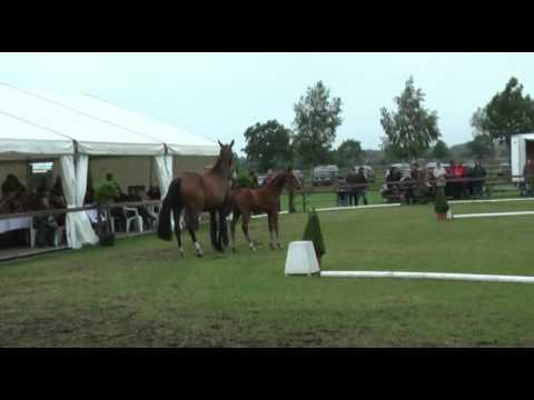 Sudweyher Fohlenschau 2011 - Kat.-Nr. 31: Stutfohlen v. Lissaro v.d. Helle - Ginsberg - Dynamo