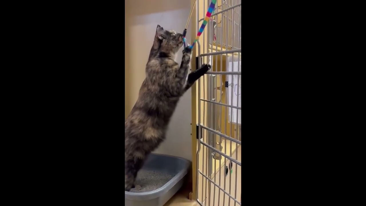 Merlot (bonded with Brie), a ADOPTABLE mixed breed in Brampton, ON video 6/6
