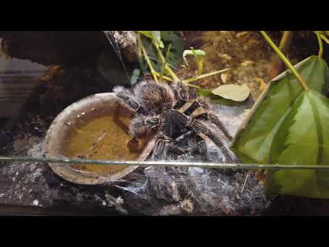 Wystawa Pająków i skorpionów Bonarka