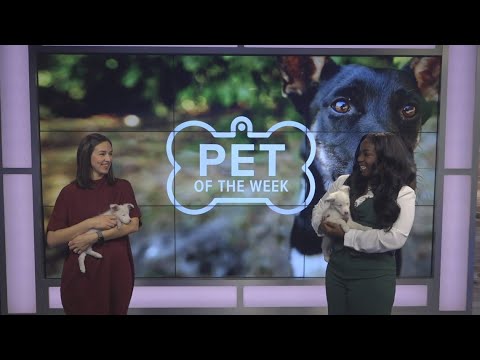 Pet of the Week: Special-needs sisters Willow and Miss Loretta seek loving homes